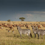 Wildlife conservation