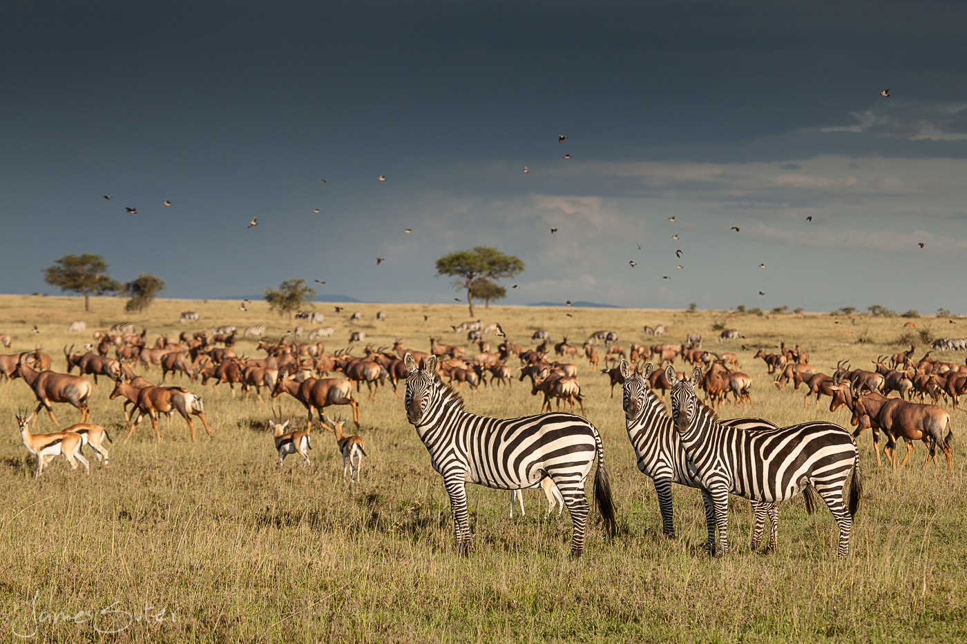 Why Taking Courses in Wildlife Conservation is a Smart Choice for Aspiring Wildlife Experts